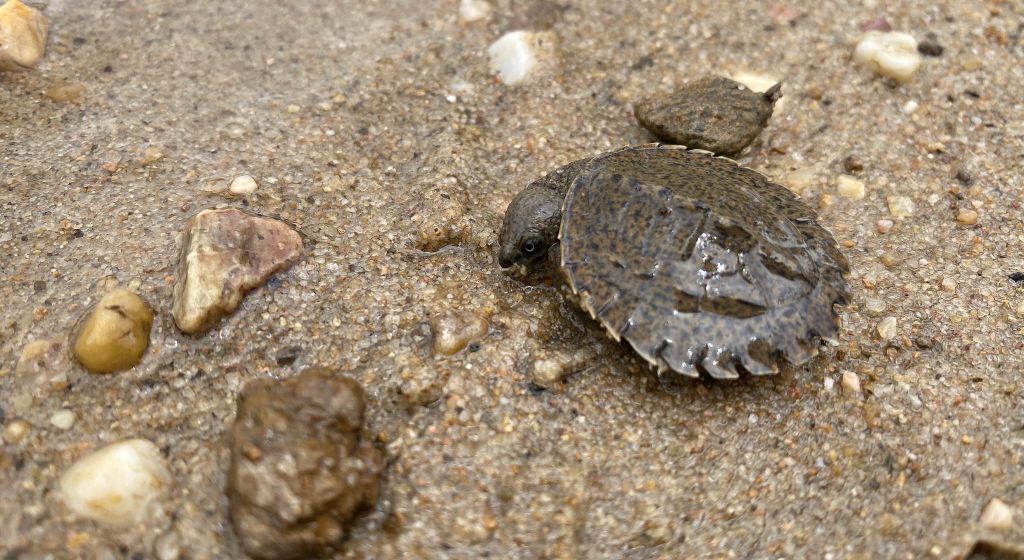 Protecting Fitzroy River turtle nests (and defending them from some ...